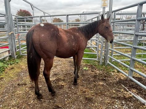 Rescue Horse, Stallion Horses, Horse Rescue, Dream Family, Humane Society, Mustang, Horses, Human, Animals