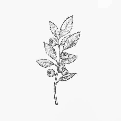 blueberry branch tattoo #dotwork Rhea Tattoo, Blueberry Branch Tattoo, Berry Tattoos, Huckleberry Tattoo, Blueberry Tattoo, Blueberry Branch, Vine Drawing, Tattoo Black And White, Baby Tattoo