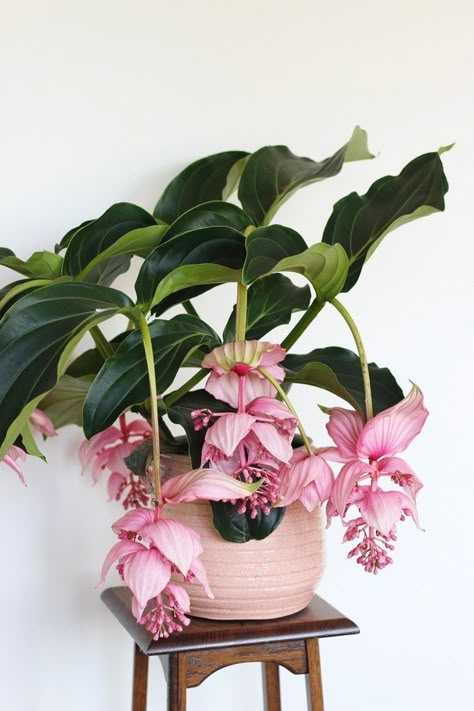 Medinilla Magnifica, Plants With Pink Flowers, Flowers Pot, Plant Goals, Backyard Garden Layout, Small Greenhouse, Pink Plant, Indoor Flowers, Garden Edging