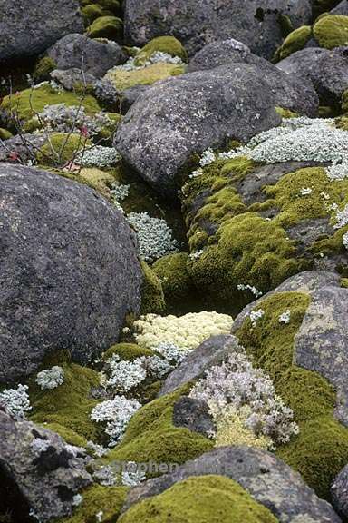 Lichens and moss on rocks - photo Stephen Sharnoff Lichen On Rocks, Moss On Rocks, Moss Board, Moss Painting, Moss Aesthetic, Moss Texture, Moss Rocks, Mossy Rocks, Moss Forest