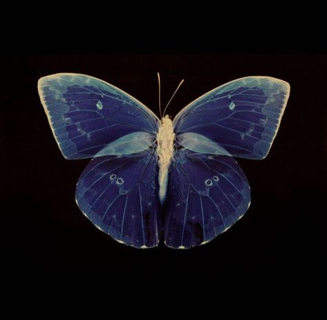 Contemporary Photography, Back To Nature, Blue Butterfly, Black Background, Fascinator, Moth, Art Inspo, Bugs, Insects