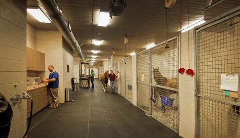 . Equine Breeding Facility, Equine Veterinarian Aesthetic, Equine Vet Clinic, Equine Hospital Design, Equine Hospital, Vet Hospital, Euthanasia Room Vet Clinic, Veterinarian Office, Horse Stables Design