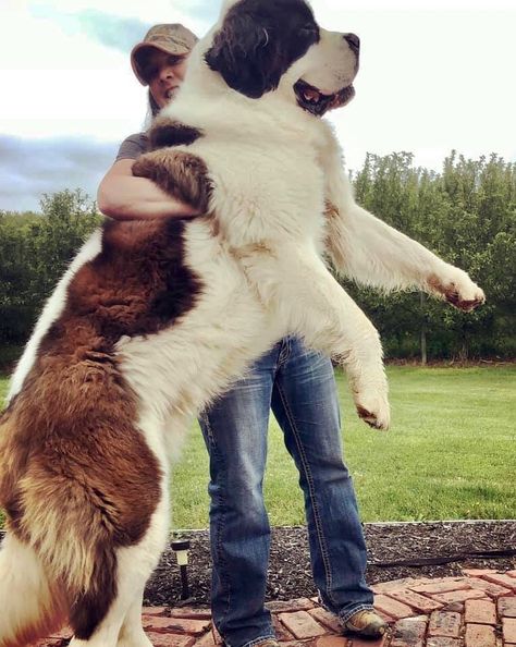 St Bernard Puppies, Dog Name Ideas, Biggest Dog In The World, Pet Anime, Saint Bernard (dog), Biggest Dog, St Bernard Puppy, Beautiful Dog Breeds, Tallest Dog