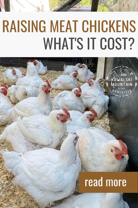 Raising Chickens For Meat, Raising Cows For Meat, Beginner Homesteading, Meat Chickens Breeds, Fill Your Freezer, Raising Meat Chickens, Homestead Animals, Homesteading Animals, Raising Chicken