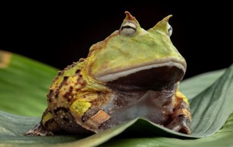 Pacman Frog Rain Forest Animal, Bearded Dragon Diet, Tropical Rain Forest, Pacman Frog, Rainforest Animals, Horned Frogs, Forest Animal, Rain Forest, Frog And Toad