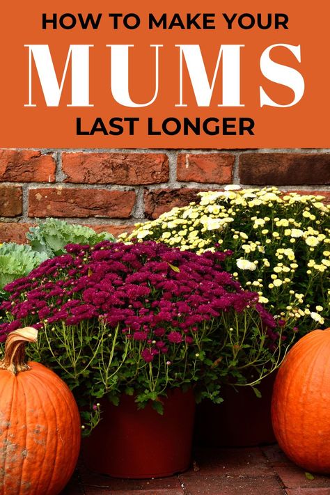 How do you take care of your mum flowers? How do you make sure your fall front porch is looking great all season long and your mum pots stay healthy? Here are 4 tips for making your fall flowers last even longer! #mums #fallgarden #fallflowers Fall Mums Porch, How To Make Mums, Mum Planters, Fall Flower Pots, Mum Flowers, Potted Mums, Mums In Pumpkins, Planting Mums, Fall Landscaping