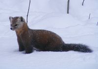 American Marten: A Michigan wildlife success story Michigan Wildlife, Pine Martin, Montana Wildlife, American Marten, Shiloh Shepherd, Totem Tattoo, Pine Marten, North American Animals, American Wildlife