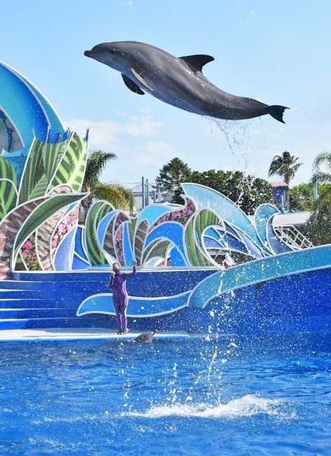 Tap to dive into the details from SeaWorld San Diego's new Zoo Days! #seaworld #sandiego #socal Things To Do San Diego, San Diego Attractions, Seaworld San Diego, Disney World Tickets, Seaworld Orlando, San Diego Travel, San Diego Zoo, Killer Whales, California Homes