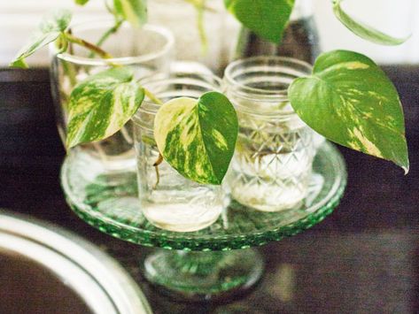 Keeping Pothos in Water: The Pros and Cons - Plant Index Pothos In Water, Water Plants Indoor, Plants Grown In Water, Dracaena Plant, Clear Vases, Fish Tank Plants, Plant Box, Pothos Plant, New Roots