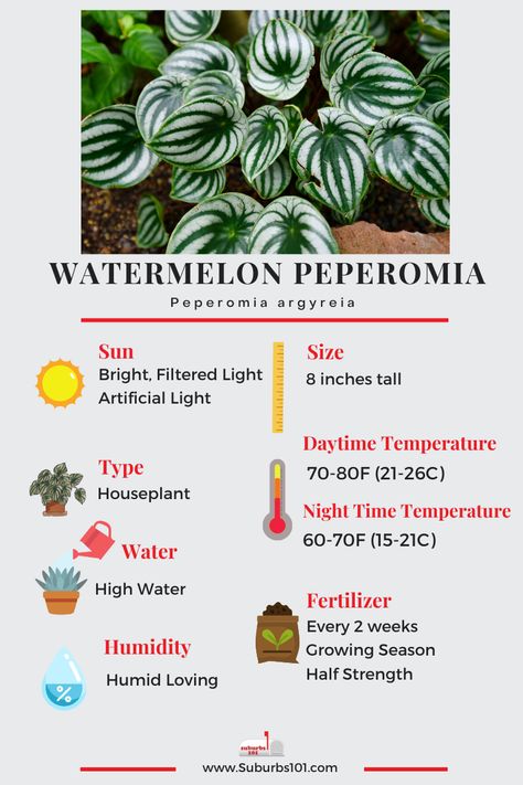 8 Tips on How to Care for Your Watermelon Peperomia (Peperomia argyreia Infographic) Watermelon Peperomia Plant Care, Watermelon Peperomia Care, Peperomia Plant Care, Peperomia Watermelon Care, Types Of Peperomia Plants, Propagate Watermelon Peperomia, Peperomia Watermelon, Peperomia Argyreia, Silver Plants