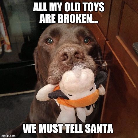 17 Hilarious Labrador Memes Guaranteed To Make You Laugh – Page 2 – The Paws Black Lab Funny, Labrador Quotes, Labrador Retriever Funny, Grumpy Cat Christmas, Brown Labrador, Labrador Funny, Chocolate Lab Puppies, Chocolate Lab, Labrador Retriever Dog