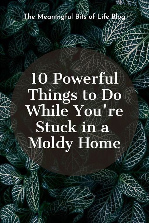 10 Empowering Things to Do While You're Stuck in a Moldy Home - The Meaningful Bits of Life Black Mold Symptoms, Mold Toxicity, Mold Allergy, Mold Illness, Home Remedies For Bronchitis, House Mold, Toxic Mold, Mold Exposure, Low Histamine Diet