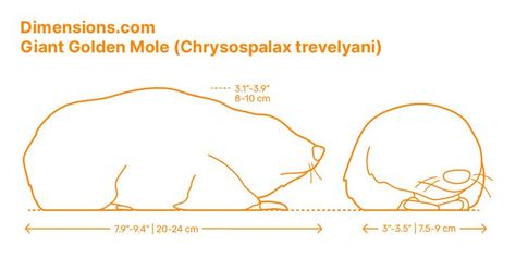 Mammals Animals, Eyes Covered, Ears And Tail, Eye Cover, Mole, Mammals, South Africa, Sketch Book, Skin