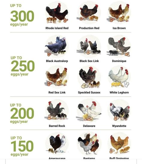 Farming Chickens, Best Chicken Breeds, Chicken Farm Ideas, Farm Chickens, Chicken Care, Friendly Chicken Breeds, Vorwerk Chickens, Chickens Egg Color Chart, Colored Egg Layers Chicken Breeds