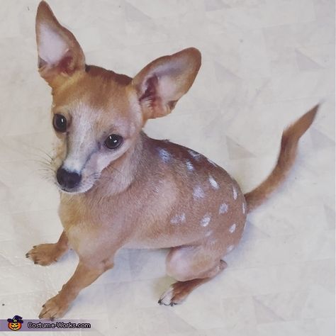 Halloween Costumes For Chihuahuas, Chihuahua Costumes Halloween, Halloween Pet Costumes, Diy Halloween Costumes For Dogs, Chihuahua Halloween Costumes, Bambi Costume, Chihuahua Costumes, Halloween Coustumes, Dog Clothes Diy