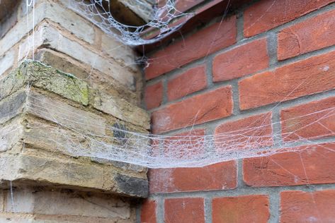 Outdoor Spider Repellent, Getting Rid Of Spiders On Porch, How To Get Rid Of Spider Webs Outside, How To Get Rid Of Spiders Outdoors, Spider Prevention, Spider Infestation, Natural Spider Repellant, Dangerous Spiders, Farm Facts