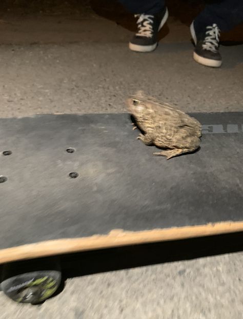 #frog #cursed #funny #skate skateboard #meme #skatefrog Cousin Throckmorton, Skateboard Memes, Skateboarding, Skating, Skateboard, Memes, Funny, Quick Saves