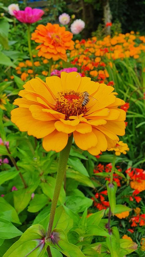 Zinnia Wallpaper, Indian Flowers, Zinnia Flowers, Flowery Wallpaper, Floral Photography, Beautiful Flowers Wallpapers, Flower Quotes, Beautiful Rose Flowers, Beautiful Flowers Pictures