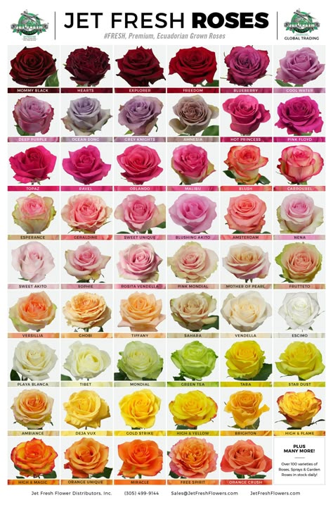 Rose chart Rose Color Meanings, Flower Variety, Graffiti Flowers, Flower Chart, Flower Types, Wholesale Roses, Plants Ideas, Flower Truck, Rose Varieties