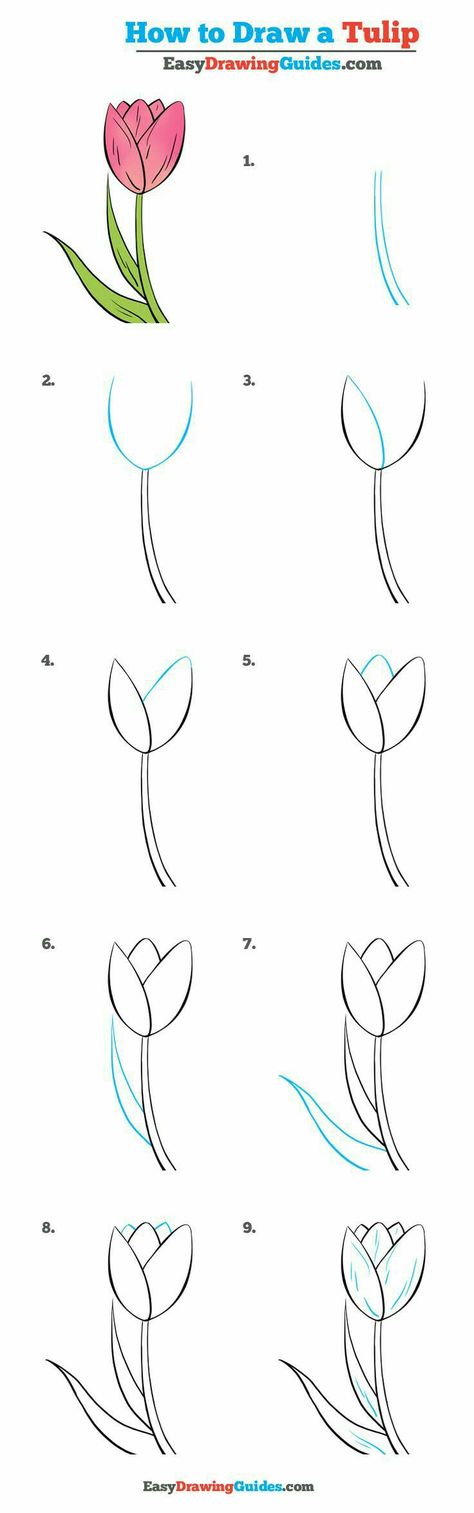 How to draw a tulip Draw A Tulip, Hur Man Ritar Blommor, Trin For Trin Tegning, Ako Kresliť, Tulip Drawing, Flower Step By Step, Kraf Kertas, Draw Flowers, Flower Drawing Tutorials