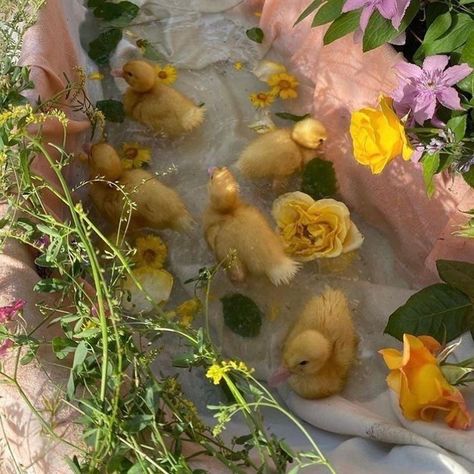 fragments/ figments - spring playlist (•̥́ᴗ•ૅू˳) Spring Playlist, Duck Photo, Cute Ducklings, Duck Gifts, Spring Background, Indoor Pets, Baby Ducks, Cottagecore Aesthetic, Spring Aesthetic