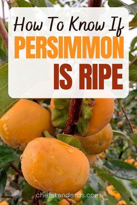 Find out when is a persimmon ripe and what are the best ways to preserve it, use it, and harvest your persimmons as well as what ways are not so recommendable. Persimmon Recipes, Food Safety Tips, Homestead Kitchen, Marinated Tomatoes, Jams & Jellies, Inspired Recipes, Perfect Side Dish, Canning Recipes, Food Safety