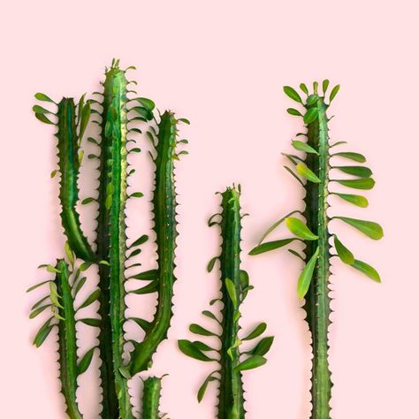 10 Cool Succulents That Make Great Houseplants | Taste of Home Cool Succulents, African Milk Tree, Zebra Plant, Hanging Planters Indoor, Banana Plants, Types Of Succulents, Invasive Plants, Green Banana, Growing Succulents