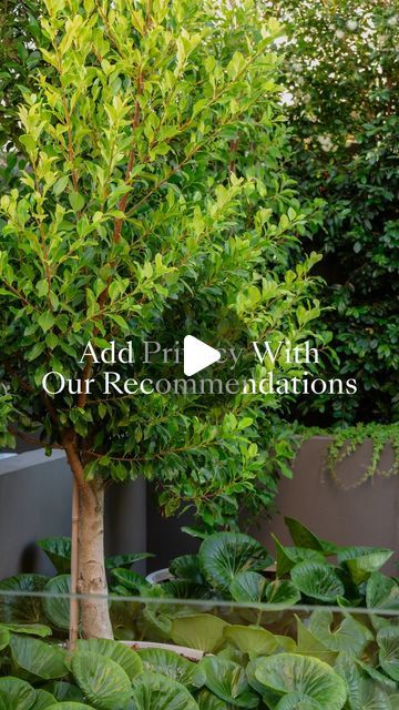 Evergreen Trees Direct on Instagram: "Looking to enhance your garden with trees that offer more than just privacy? 

Our curated selection features everything from the dense privacy of Ficus Hillii Flash to the elegant, silvery leaves of ‘Tolleys Upright’ Olive to also add a stunning backdrop to your garden to enjoy. 

Each tree has been chosen for its unique qualities: rapid growth, minimal upkeep, resistance to pests, or simply for their stunning beauty. 

Whether you desire a dense and lush hedge, a Mediterranean touch, or a resilient coastal screen, we have the perfect option for you." Lush Mediterranean Garden, Ficus Hillii, Garden With Trees, Evergreen Trees, Hedges, Lush, The Selection, Flash, Trees