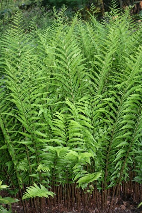 Zone 9 Plants | Plants for Zone 9a - 9b | Zone 9 Perennials Plants For Zone 9, Plants For Zone 5, Fern Photo, Fern Gully, Zone 9b, Christmas Fern, Dry Shade Plants, Wood Fern, Ferns Garden