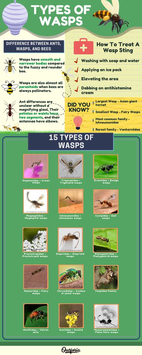 Wasps are an odd type of insect. Most wasps that you see during the summer come from only two families of insects. They are social, hunt, and resemble bees. You probably see far more types of wasps every day than you know. But to notice them, you need to know what to look for. If you are curious, here is Outforia's guide on the types of wasps to learn more. Types Of Wasps, Wasp Stings, Types Of Spiders, Molecular Genetics, Types Of Insects, Bees And Wasps, Invasive Species, Arachnids, Wasp