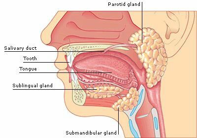 aasgaduli.blogspot.com: Saliva Mouth Digestive System, Mouth Anatomy, Salivary Glands, Muscle Diagram, Parotid Gland, Human Digestive System, Human Body Organs, Head Anatomy, Gastric Juice