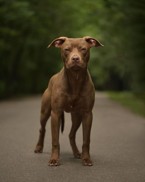 american pitbull terrier | pitbulls | cute pitbull puppies | pitbull puppy | The American Pit Bull Terrier is a companion and family dog breed. The breed evolved into all-around farm dogs, and later moved into the house to become “nanny dogs” because they were so gentle around children. Even though these are purebred dogs, you may find them in the care of shelters or rescue groups. Remember to adopt! Don’t shop if you want to bring a dog home Dog Therian, Dream Bored, Sketchbook Reference, Cute Pitbull Puppies, British Bull Terrier, Doberman Breed, Family Dogs Breeds, Pitbull Dog Breed, Heavenly Creatures