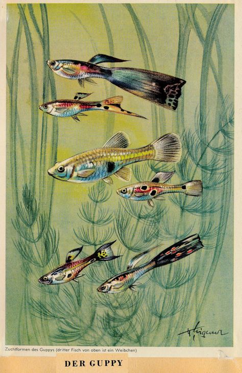 Vintage Fish Poster, Fish Posters, Vintage Aquarium, Retro Ocean, Fish Poster, Bicycle Tattoo, Sea Creatures Art, Guppy Fish, Fish Artwork