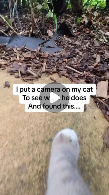 Good Morning Cats, Cats Humor, Cat Meowing, Cat Videos Funny, Cats Doing Funny Things, Good Morning Animals, Good Morning Cat, Funny Nature, Happy Kitten