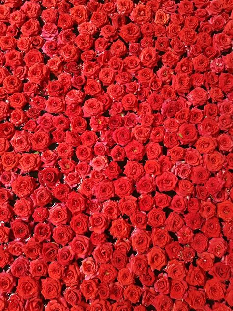 Pre College, A Bed Of Roses, Bed Of Roses, Rose Bedding, College Stuff, Inspo Board, Rose Wallpaper, Red Roses, Roses