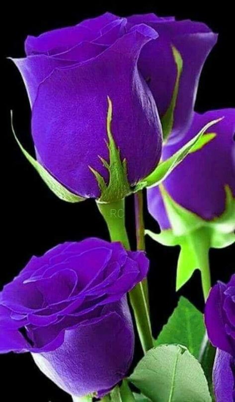 Best Flower Wallpaper, Rose Belle, Rose Violette, Beautiful Rose Flowers, Romantic Roses, Blue Roses, Exotic Flowers, Purple Roses, Flower Images