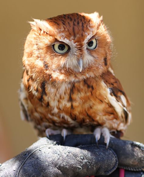 Eastern Screech Owl, Screech Owl, Owl Photos, Owl Pictures, Beautiful Owl, Owl Bird, Baby Owls, Owl Art, Pretty Birds