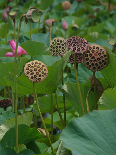 Lotus Flower Seeds, Lotus Pods, Asian Flowers, Lake Garden, Lotus Flower Art, Berry Plants, Lily Plants, Flower Quilts, Lotus Blossom