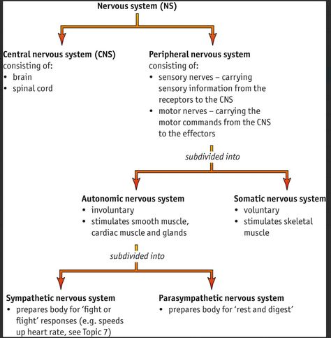 Autonomic Nervous System Notes, Cns Physiology Notes, Anatomy And Physiology Notes Study Nervous System, Nervous System Anatomy Notes, Central Nervous System Notes, Cns Nervous System, Parasympathetic Nervous System Activate, Cns Anatomy, Nervous System Notes