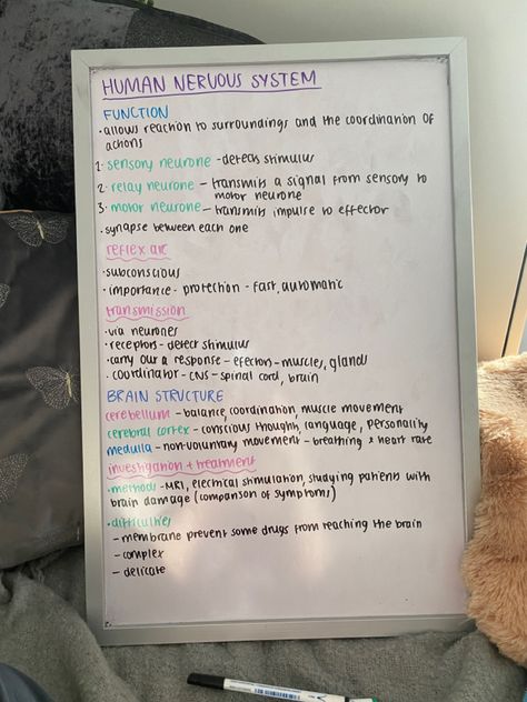 whiteboard notes human nervous system gcse biology aqa pretty aesthetic Human Biology Aesthetic Notes, Human Nervous System Notes, Whiteboard Studying Aesthetic, Straight A Motivation, Whiteboard Study Aesthetic, Nervous System Notes Aesthetic, Whiteboard Studying, Homeschool Vibes, Nervous System Notes