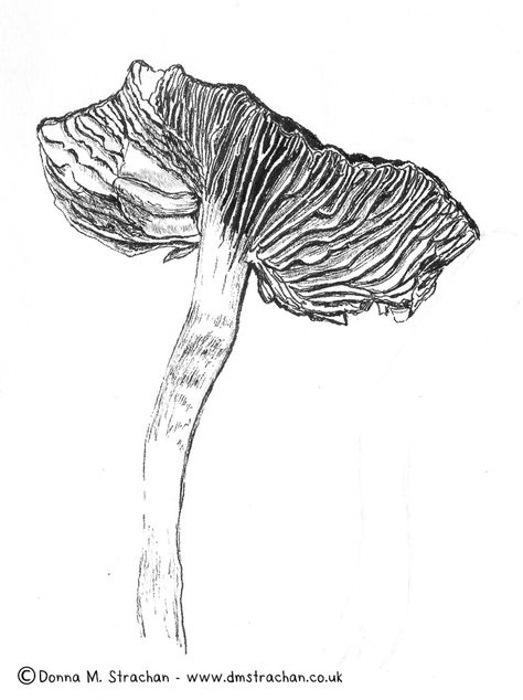 Fungi Drawings, Mushroom Illustration, Inktober 2024, Ink Drawings, Ink Drawing, Art Inspo, Moose Art, Stuffed Mushrooms, Abstract Artwork