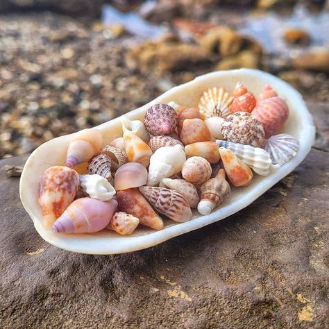 𝙹𝚎𝚜𝚜𝚒𝚌𝚊 & 𝙰𝚕𝚎𝚌𝚒𝚊 on Instagram: “Itty bitty babies from yesterday 🐚 Hope you all have a wonderful week ahead! . . . . #shell #shells #seashell #seashells #minishells…” Collecting Seashells, Seashells Photography, Have A Wonderful Week, Crab Shells, Itty Bitty Baby, Ocean Aesthetic, Shell Collection, Marine Biologist, Snail Shell