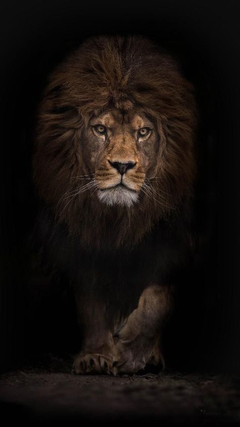 King Wallpaper, Lion Wallpaper, Lion, Wallpapers