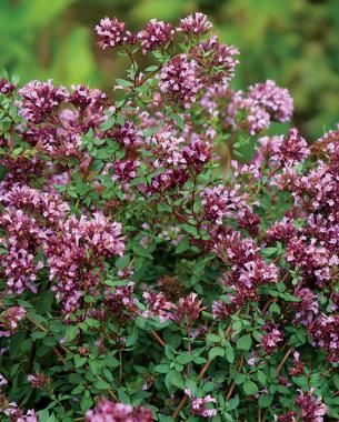 origanum laevigatum 'herrenhausen' for ground cover; zone 5!! who knew....Flowering Ground Covers | Fine Gardening Marjoram Flower, Marjoram Plant, Sweet Marjoram, Scented Geranium, Ground Covers, Short Plants, Plant Guide, Fine Gardening, Lavender Plant