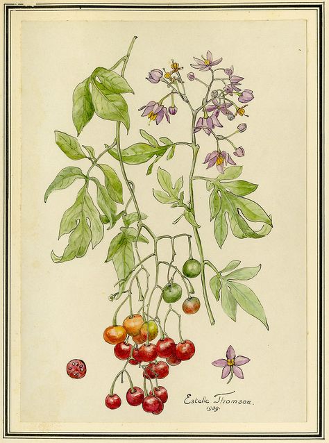 Botanical Drawing of Brazilian Nightshade (Solanum Seaforthianum) Nightshade Plant, Evergreen Vines, Botanical Drawing, Pacific Islands, Invasive Species, Botanical Drawings, Late Summer, Original Image, Drawings