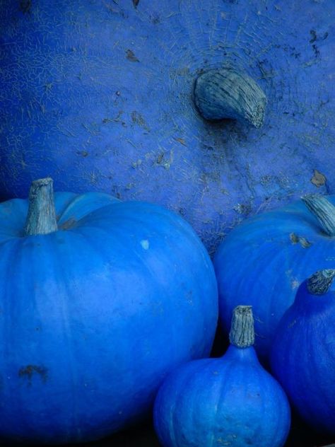 Blue, blue, my world is blue ... Blue Is The Warmest Colour, Im Blue, Everything Blue, Everything Is Blue, Kind Of Blue, Blue Things, Blue World, Blue Pumpkins, All Things Blue