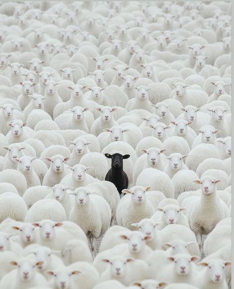 Flipagram Instagram, Charles Bukowski, Black Sheep, White Aesthetic, Aesthetic Art, Animals And Pets, Make Me Smile, Art Wallpaper, Sheep