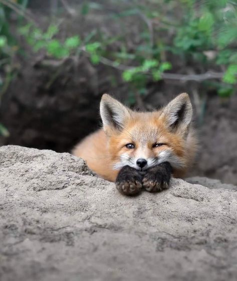 Red Fox Photography: Katie Roberts Katie Roberts, Fox Kit, Paw Drawing, Fox Artwork, Fabulous Fox, Fox Boy, Fox Drawing, Foxes Photography, Fox Painting