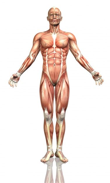 Human Anatomy Picture, Human Muscle Anatomy, Muscular System, Human Body Anatomy, Human Anatomy Drawing, Health And Fitness Magazine, Muscle Anatomy, Healthy Diet Tips, Pose Yoga