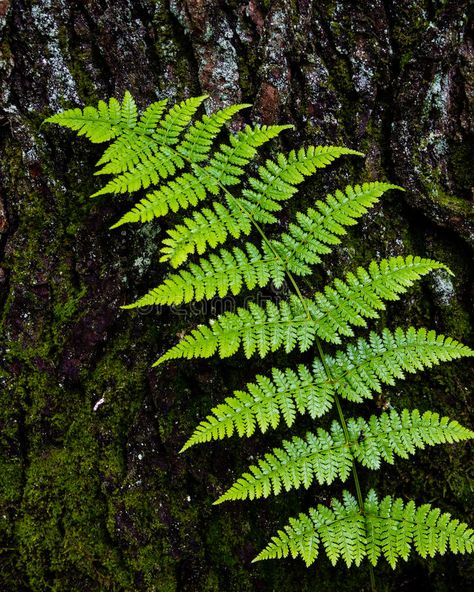 Fern Leaf Against Tree Bark. A bright green fern leaf against the rough bark of #Sponsored , #PAID, #sponsored, #Tree, #Fern, #bright, #Bark Fern Painting, Procreate Inspiration, Fern Tree, Forest Fern, Leaves Photography, Digital Design Trends, Leaf Photography, Fern Frond, Tree Fern